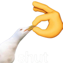 bird_shut