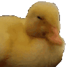 DuckShake