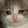 cry_cat