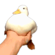 duckflail
